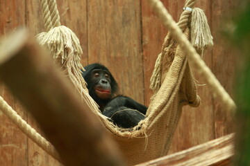 Chimpanzee relaxing in his hammock