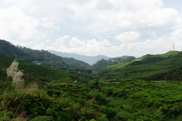 Overview of the Cameron Highlands tea plantations in Malaysia. This beautiful hills are covered by green tea plantations. It is one of the main tourist attractions in Malaysia.