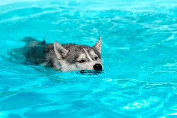 A young Siberian Husky female dog with blue eyes is swimming in a pool. She has wet grey and white fur. The water has an azure and blue color, with waves and splashes. It's a sunny summer day.