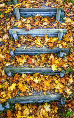 wooden steps at a forest