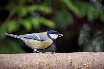 Obraz premium Kohlmeise ( Parus major ).