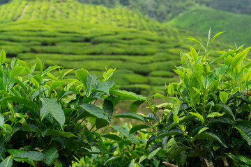 Fototapeta na wymiar Tea plants at the Cameron Highlands in Malaysia. This is one of the busiest tourist spots in the country. Many travellers come to hike and see the beautiful green hills in the area.