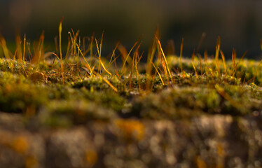 musgo en flor en la pared en tonos  rojo , verde y amarillo. Luz natural