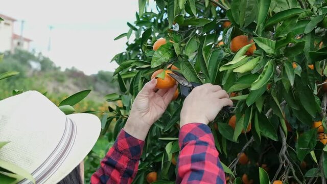 Young farmer woman harvesting mandarines.
