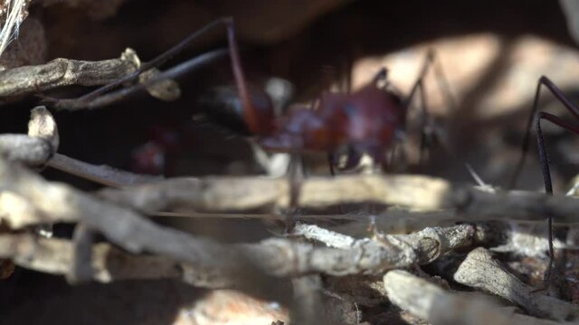 Sahara Desert Ants (Cataglyphis nodus) macro ant hill busy working in Ras al Khaimah, United Arab Emirates.