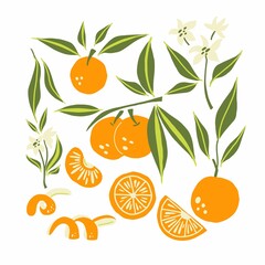 Mandarin set. Exotic tropical orange citrus fresh fruit, whole juicy tangerine with green leaves and flowers, slice and orange peel, vector cartoon minimalistic style isolated illustration