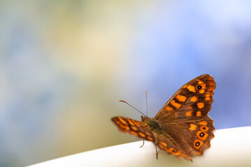 Mariposa posada