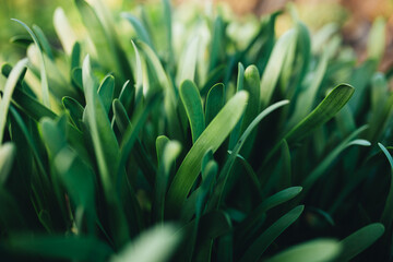 Small fresh green garlic leaves with macro effect