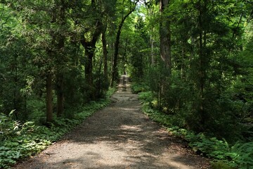 Fototapeta na wymiar Sunlight Shining Through a Forest and cedar trees on a country dirt road - 杉の木 信州 戸隠村 