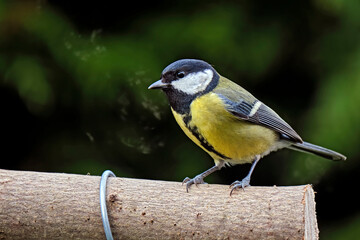 Obraz premium Kohlmeise ( Parus major ).