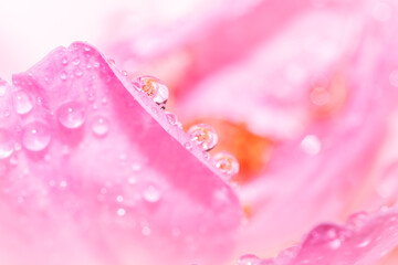 Gotas de agua sobre rosa