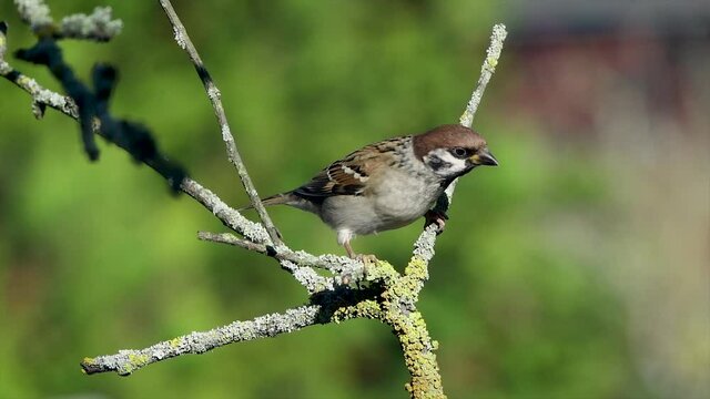 House Sparrow (Passer domesticus) on a branch and flies away. Slow motion
