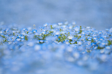 ネモフィラの丘