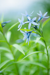 癒しのチョウジソウ