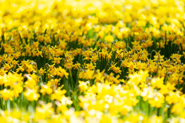 スイセンワールド