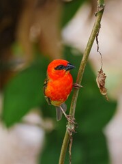 Red Fody Cardinal bird perching on branch