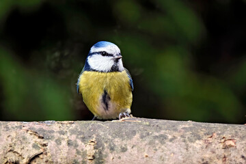 Blaumeise ( Cyanistes caeruleus ).