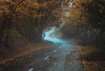 autumn in the forest