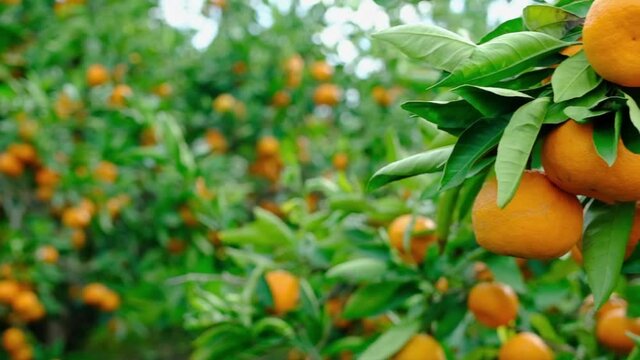 Tangerine tree garden. Branches with yellow and orange mandarin fruits.