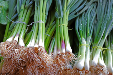 Fresh garlic and spring onions