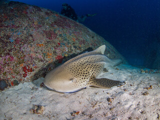 Zebra shark in a sandy bottom (Similan, Thailand)