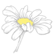 daisy flower isolated on white Hand drawn camomile on a white background chamomile 