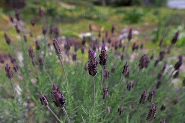 Obraz premium Blackhead grass (Lavandula stoechas)