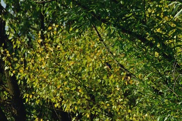 Fototapeta na wymiar kingfisher sitting on a branch near the lake. waiting for hunt Alcedinidae colourfully wild bird