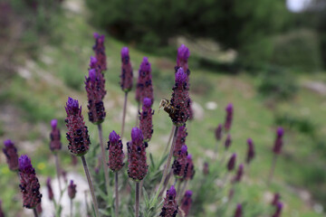 Fototapeta premium Blackhead grass (Lavandula stoechas)