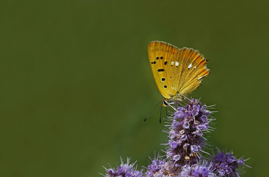 Forest Copper Butterfly / Lycaena virgaureae