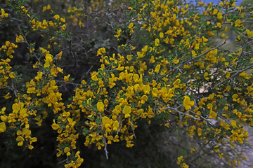 Mimosa tree (acacia dealbata)