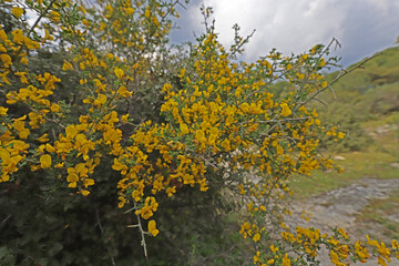 Mimosa tree (acacia dealbata)