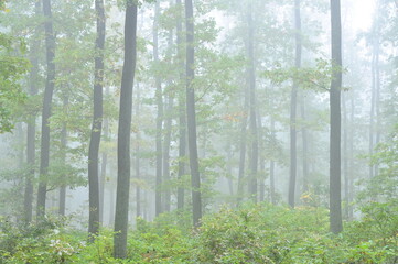 Fototapeta premium Green forest in fog, oak trees with green leafs in foggy conditions,light background.Gloomy magical landscape at autumn/fall. .