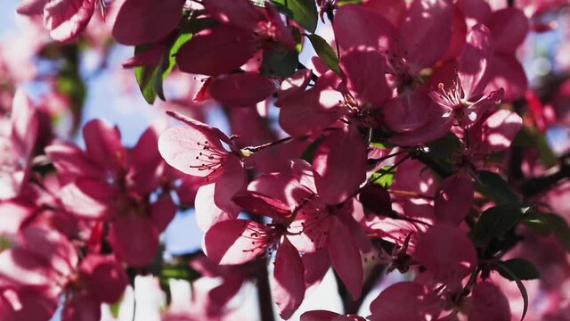 The decorative tree - the paradise apple tree - blooms with beautiful pink leaves. Beautiful spring blossoming branches sway in the wind.