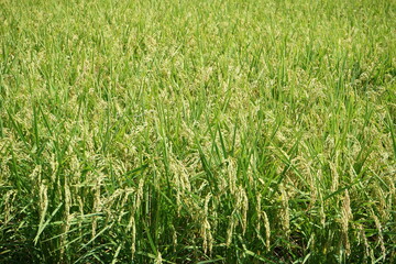 稲穂が実る水田　長野県 - Golden yellow rice ear of rice growing in autumn paddy field, Nagano prefecture, Japan 