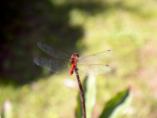Red brown dragonfly insect with thin transparent wings on dry flower head with dry stem side top view