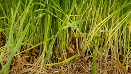 Young grass sprouts of micro greenery on a white background. Closeup, no people