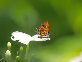 butterfly on a flower