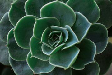 Close-up Echeveria flower . A flower shaped like a rose.