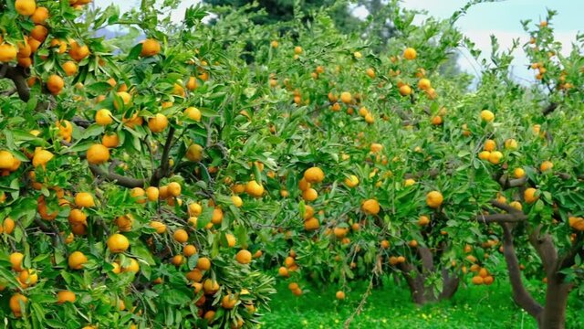 Tangerine tree garden. Branches with yellow and orange mandarin fruits.