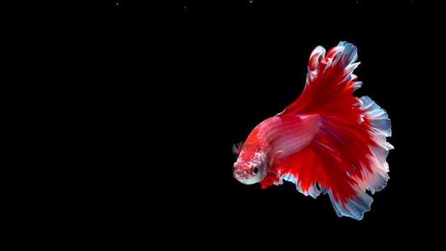Siamese fighting fish (Betta splendens)