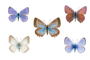 Fototapeta na wymiar Set of five european blue butterflies on white