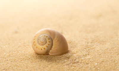  Round Sea snail shell on the mediterranean sandy beach