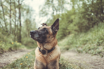 Naklejka na ściany i meble Belgischer Schäferhund liegt am Waldboden. Hat ein schwarzes Halsband um. Querformat