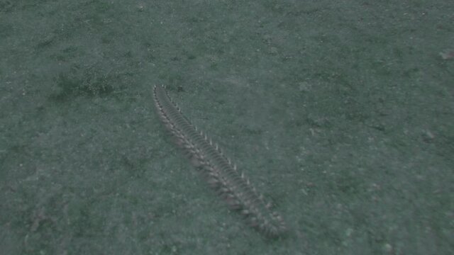 A Bearded Fireworm (Hermodice carunculata) in the Mediterranean Sea