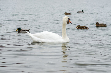 Swans in a tributary of the Danube near Novi Sad, in the winter 
