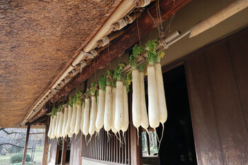 古い日本家屋の軒下で大根を干す　drying   radish  at Japanese old house 