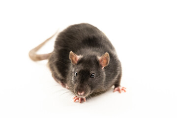 black rat with dumbo ears looking at the camera close-up on an isolated background