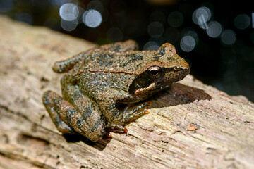 Italian stream frog // Italienischer Frosch (Rana italica)
