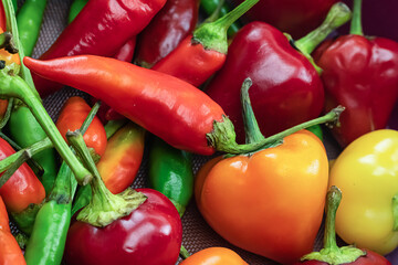 assorted hot chili peppers orange chili red bell vegetable pattern